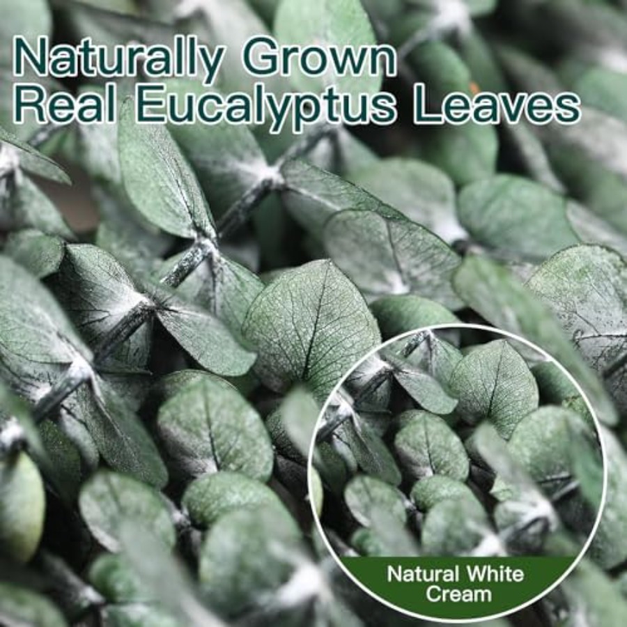 Dried Eucalyptus Stems for Sho - Home Fragrance Eucalyptus recension och pris